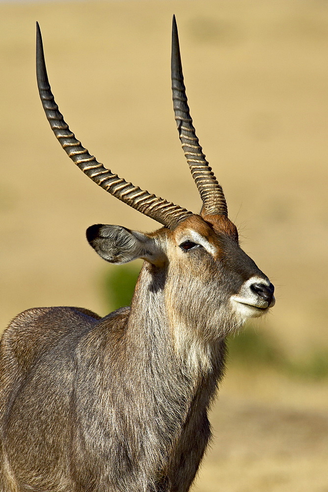 Male defassa waterbuck (Kobus ellipsiprymnus defassa), Masai Mara National Reserve, Kenya, East Africa, Africa