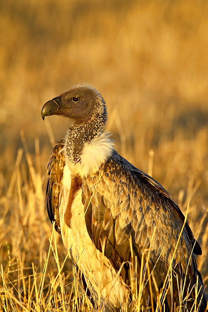 African white-backed vulture (Gyps africanus), Masai Mara National Reserve, Kenya, East Africa, Africa