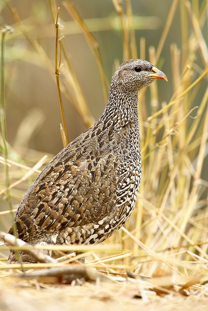 Natal francolin (Pternistes natalensis), Kruger National Park, South Africa, Africa