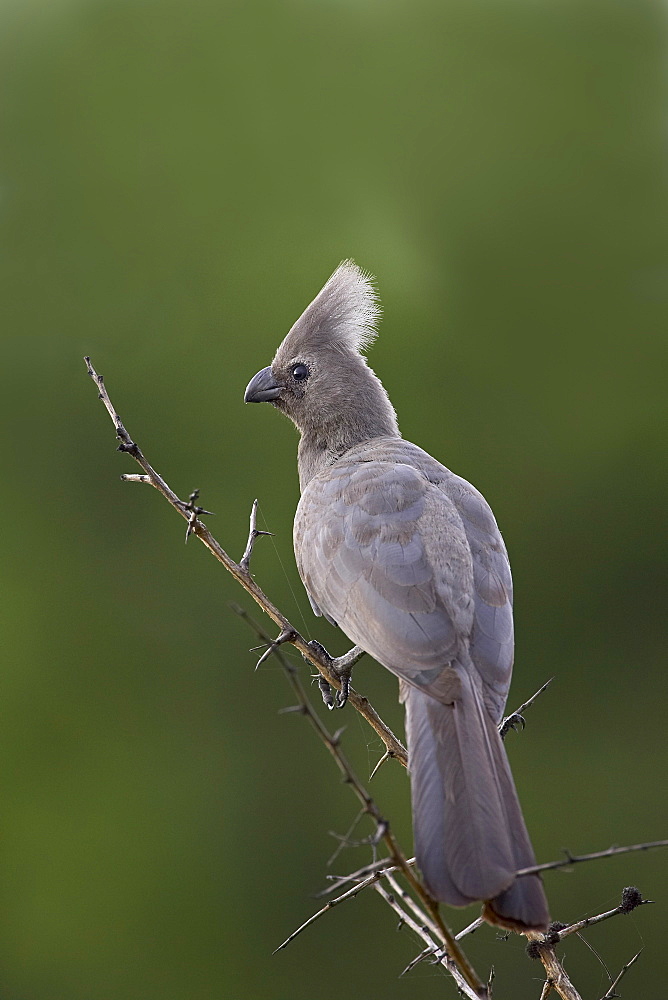 Grey lourie or go-away bird (Corythaixoides concolor), Kruger National Park, South Africa, Africa