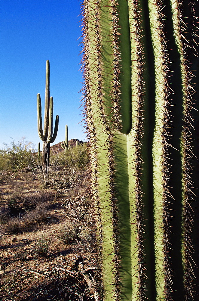 Saguaro cactus (Carnegiea gigantea), Saguaro National Park, Arizona, United States of America, North America