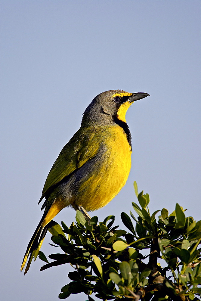 Bokmakierie (Telophorus zeylonus), Addo Elephant National Park, South Africa, Africa