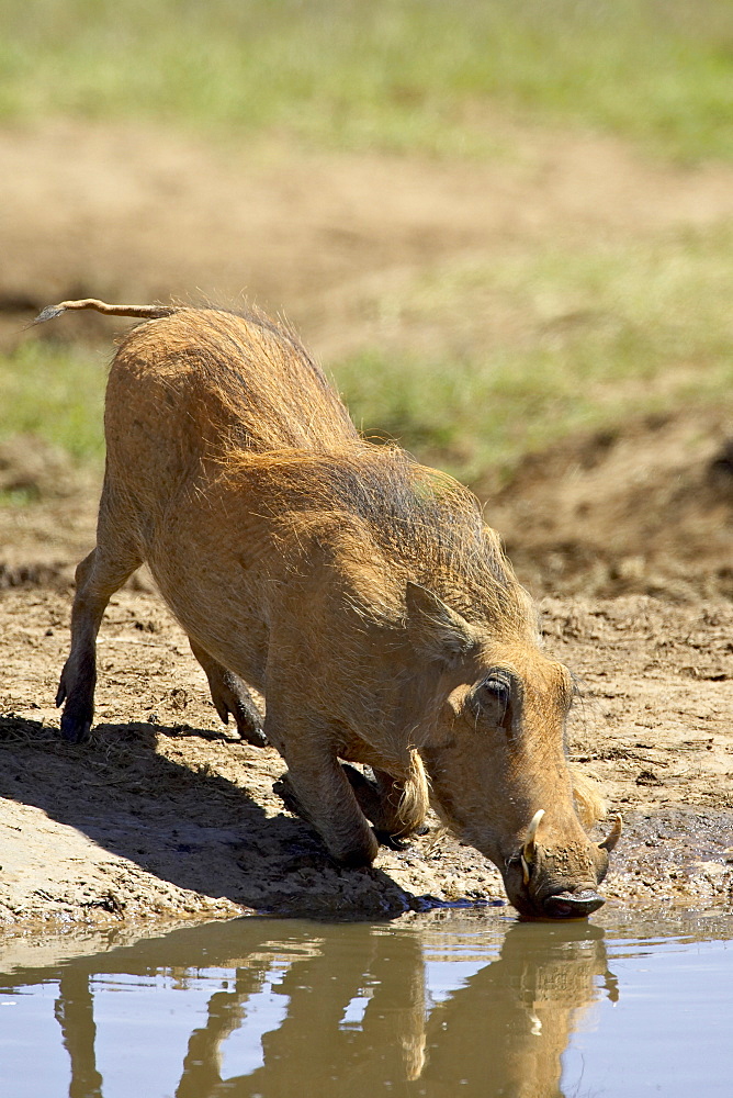 Warthog (Phacochoerus aethiopicus) drinking, Addo Elephant National Park, South Africa, Africa