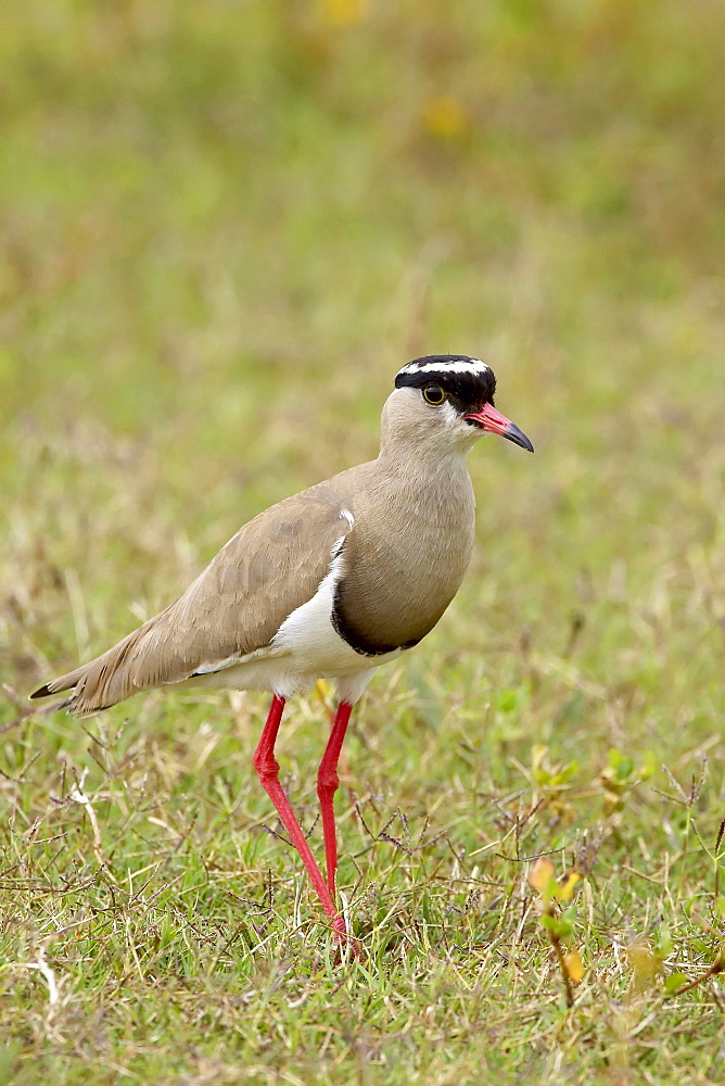 Crowned plover or crowned lapwing (Vanellus coronatus), Addo Elephant National Park, South Africa, Africa