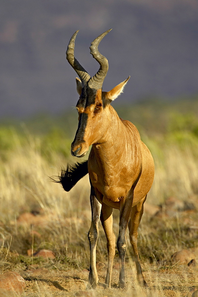 Red hartebeest (Alcelaphus buselaphus), Mountain Zebra National Park, South Africa, Africa