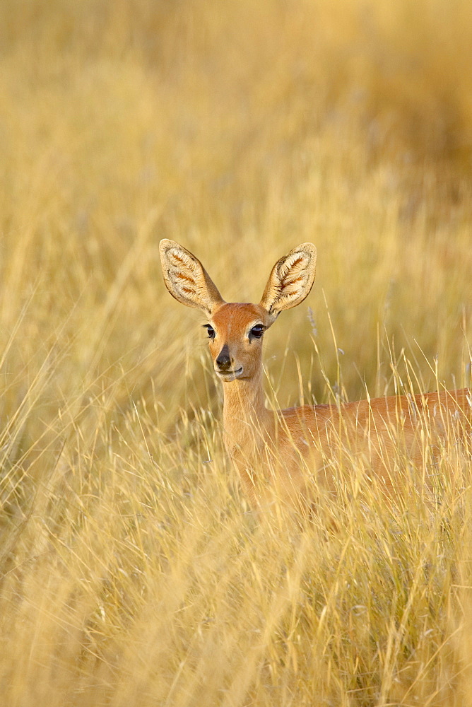 Female steenbok (Raphicerus campestris) in tall grass, Kgalagadi Transfrontier Park, encompassing the former Kalahari Gemsbok National Park, South Africa, Africa