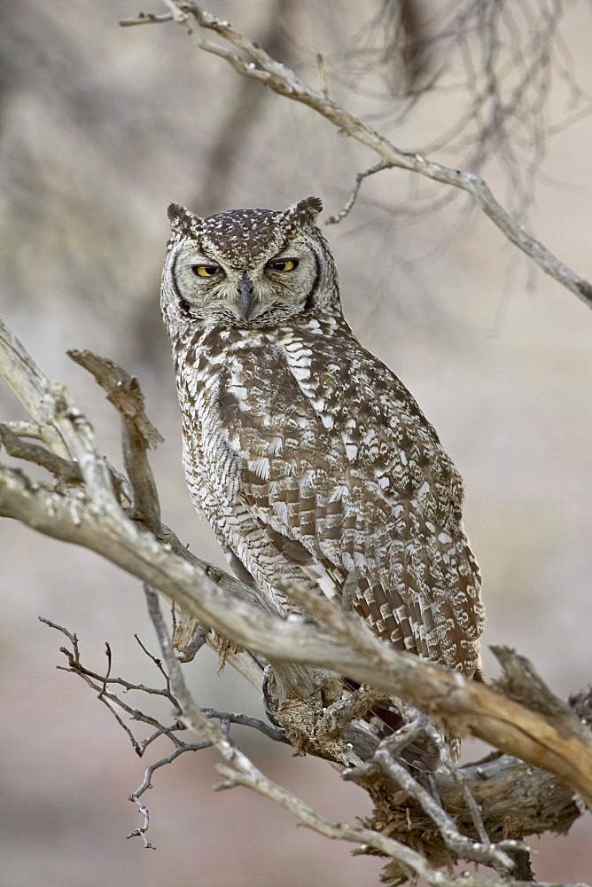 Spotted eagle owl (Bubo africanus), Kgalagadi Transfrontier Park, encompassing the former Kalahari Gemsbok National Park, South Africa, Africa