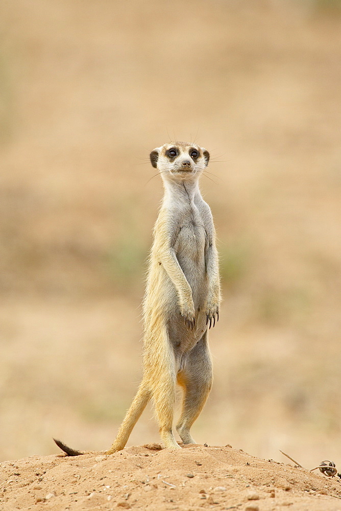 Meerkat or suricate (Suricata suricatta), Kgalagadi Transfrontier Park, encompassing the former Kalahari Gemsbok National Park, South Africa, Africa