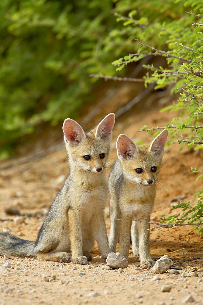 Two Cape fox (Vulpes chama) kits, Kgalagadi Transfrontier Park, encompassing the former Kalahari Gemsbok National Park, South Africa, Africa