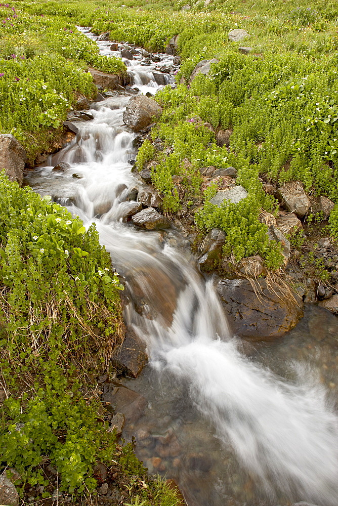 Stream through wildflowers, American Basin, Colorado, United States of America, North America