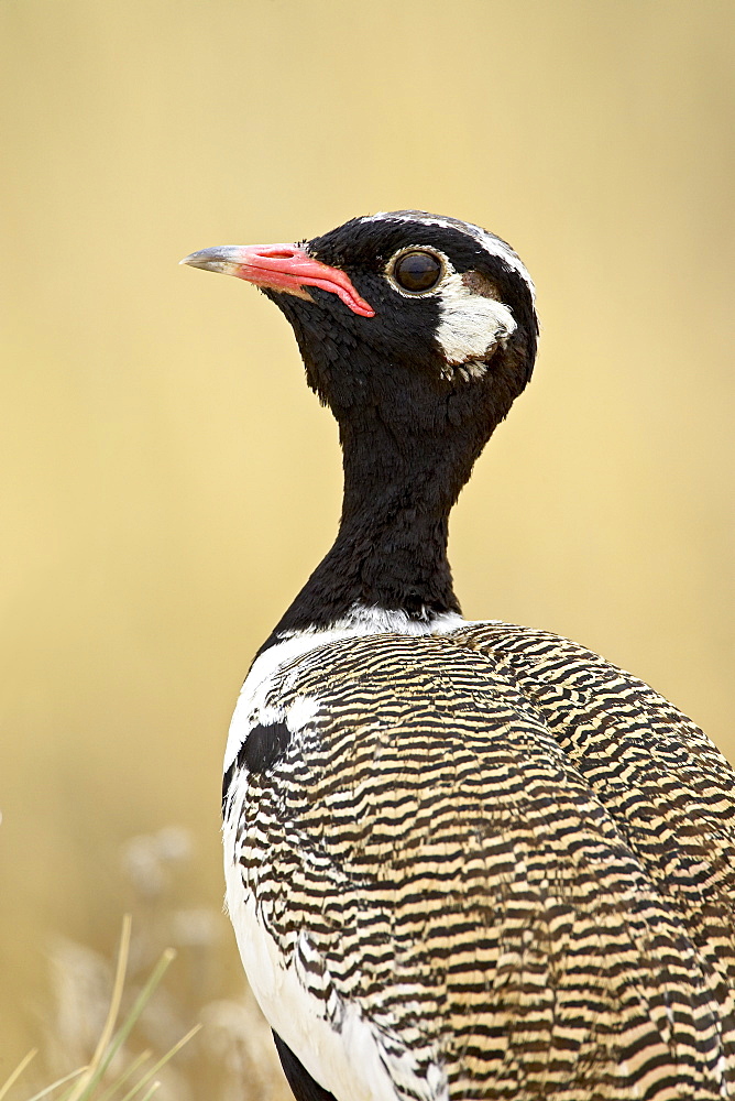 Northern black korhaan (Eupodotis afraoides), Kgalagadi Transfrontier Park, encompassing the former Kalahari Gemsbok National Park, South Africa, Africa