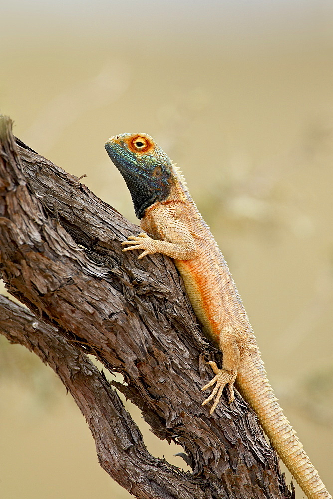 Ground agama (Agama aculeata aculeata), Kgalagadi Transfrontier Park, encompassing the former Kalahari Gemsbok National Park, South Africa, Africa