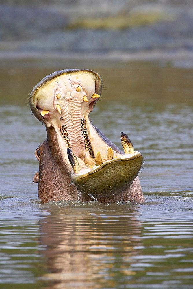 Hippopotamus (Hippopotamus amphibius) yawning, Serengeti National Park, Tanzania, East Africa, Africa