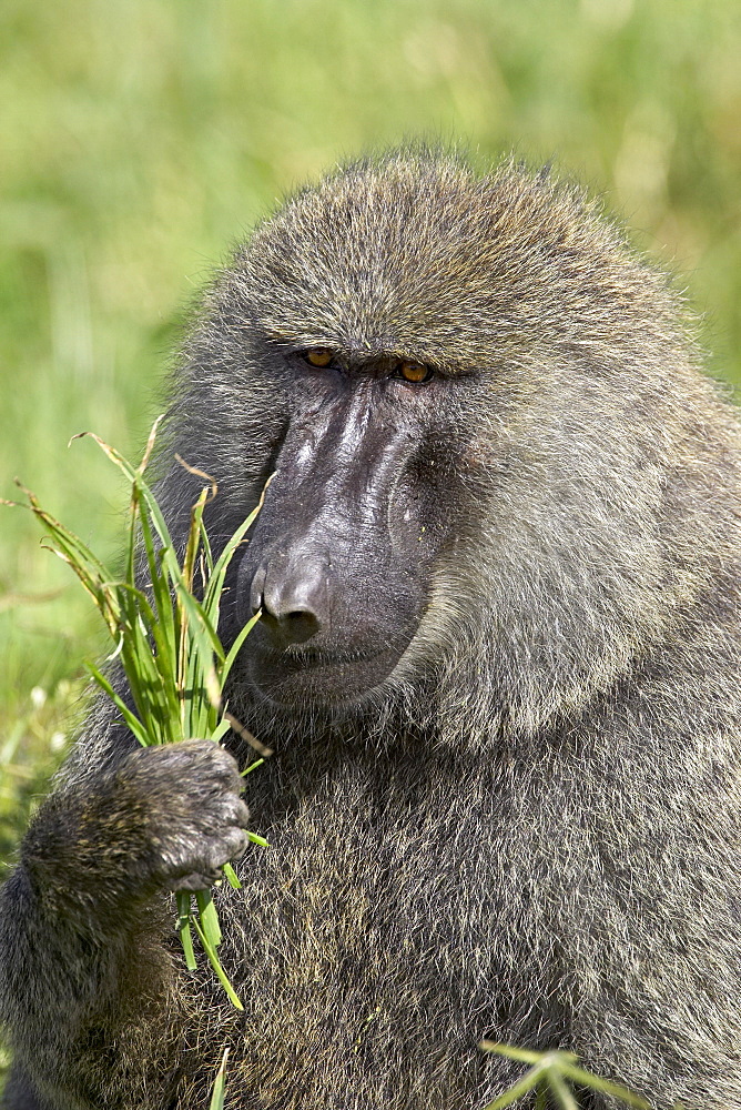 Olive baboon (Papio cynocephalus anubis) eating grass, Serengeti National Park, Tanzania, East Africa, Africa