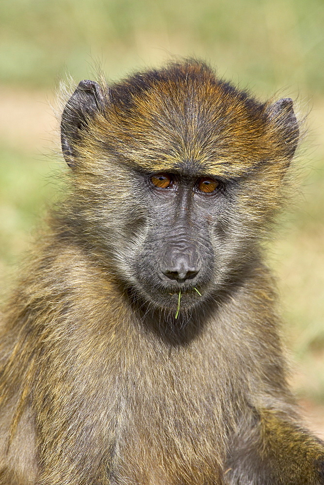 Young olive baboon (Papio cynocephalus anubis), Serengeti National Park, Tanzania, East Africa, Africa