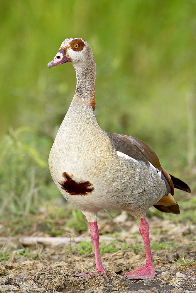 Egyptian goose (Alopochen aegyptiacus), Serengeti National Park, Tanzania, East Africa, Africa