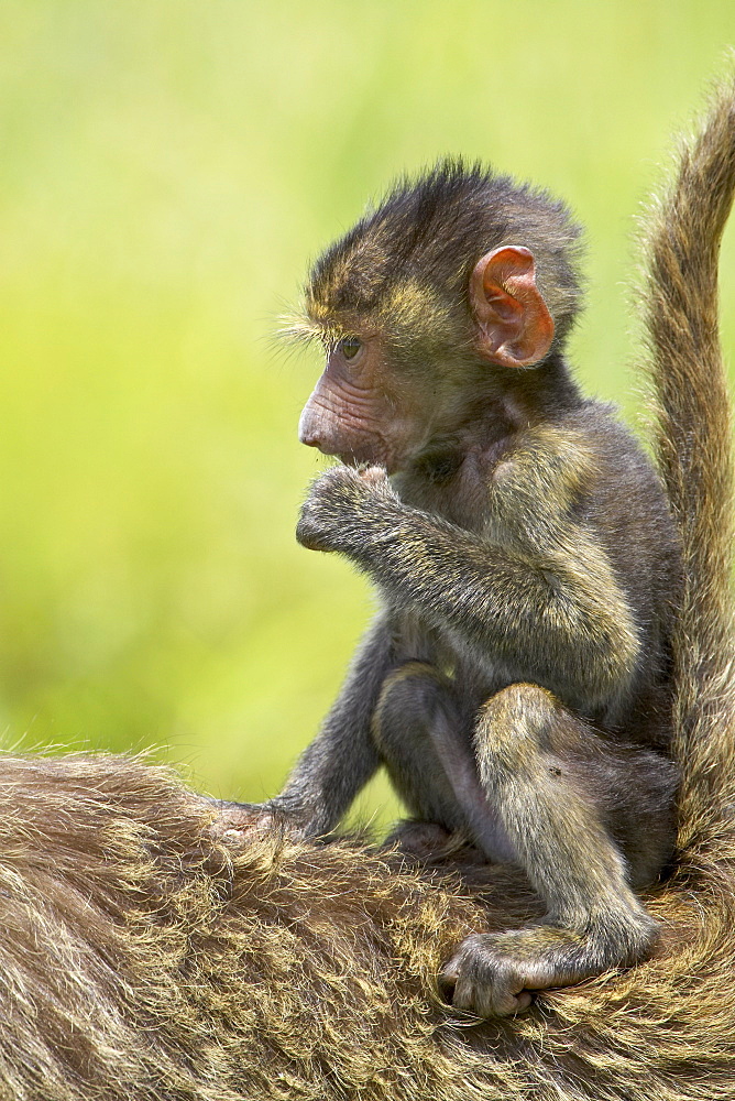 Olive baboon (Papio cynocephalus anubis) infant riding on its mother's back, Serengeti National Park, Tanzania, East Africa, Africa