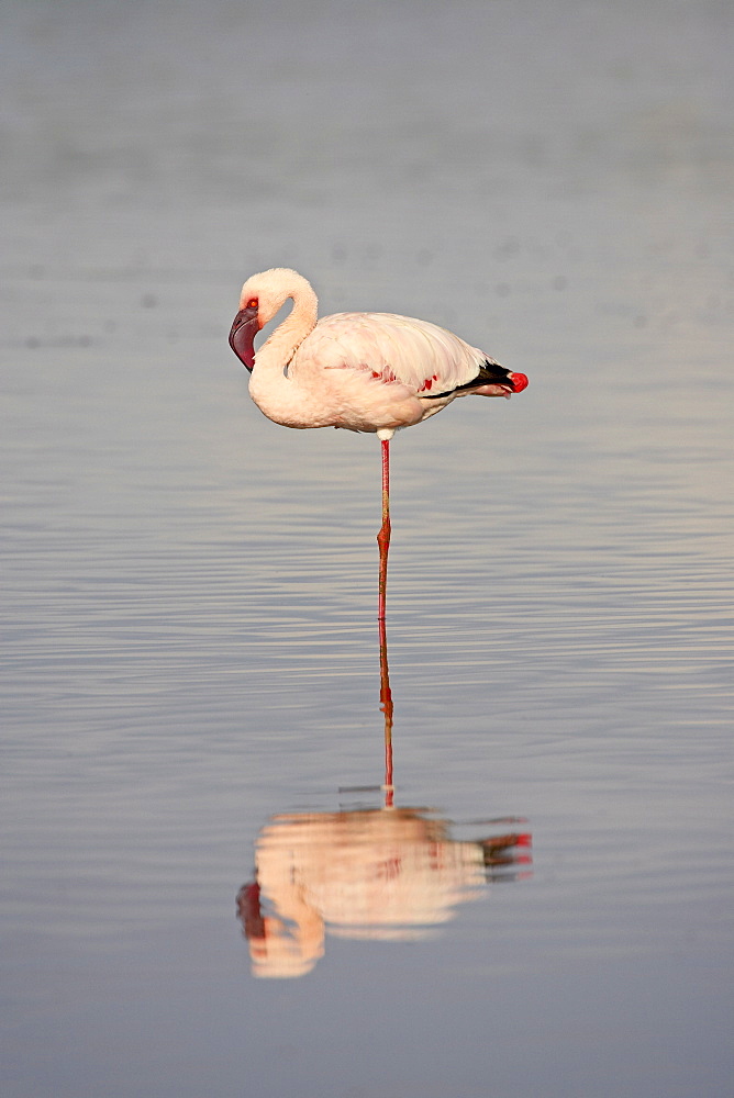 Lesser flamingo (Phoeniconaias minor), Serengeti National Park, Tanzania, East Africa, Africa