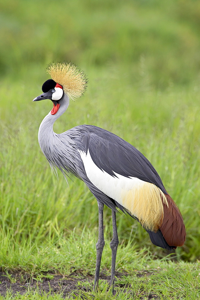 Grey crowned crane (Southern crowned crane) (Balearica regulorum), Serengeti National Park, Tanzania, East Africa, Africa