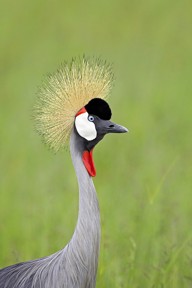 Grey crowned crane (Southern crowned crane) (Balearica regulorum), Serengeti National Park, Tanzania, East Africa, Africa