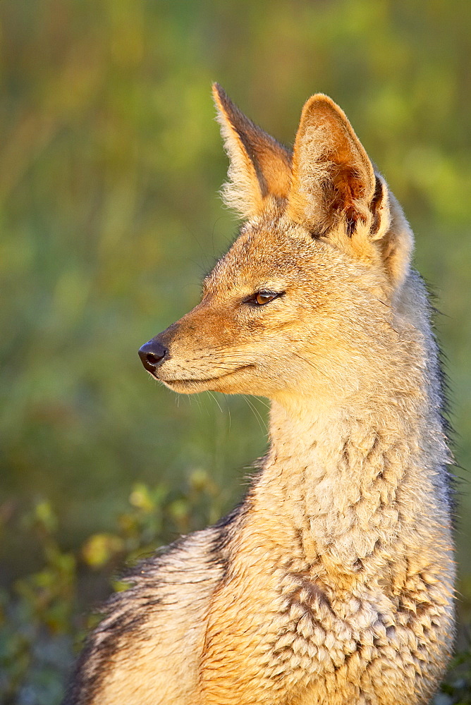 Black-backed jackal (silver-backed jackal) (Canis mesomelas), Serengeti National Park, Tanzania, East Africa, Africa