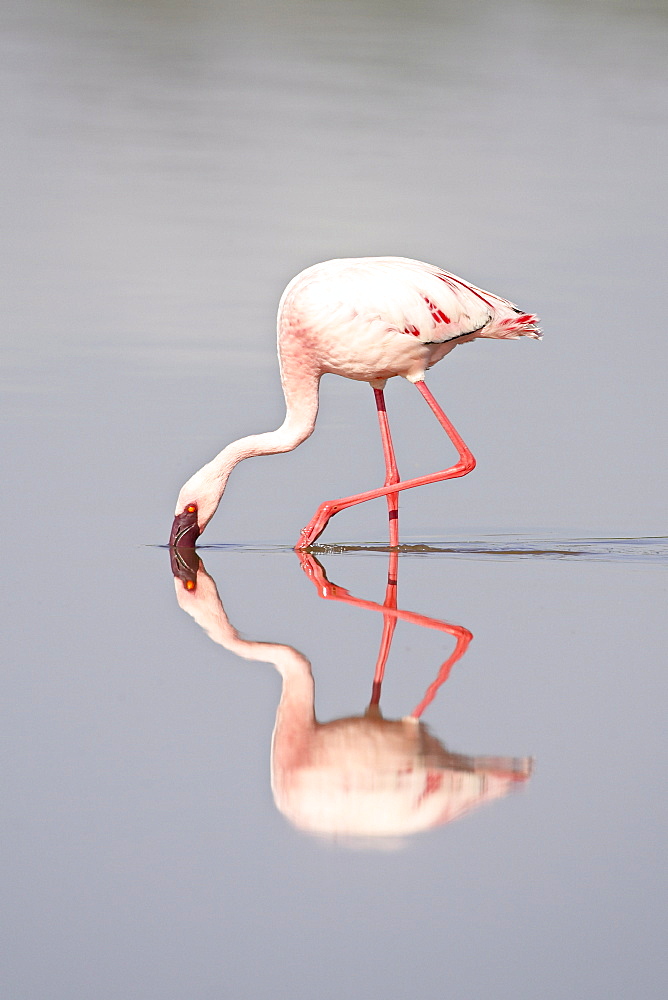 Lesser flamingo (Phoeniconaias minor) and reflection, Lake Ndutu, Serengeti National Park, Tanzania, East Africa, Africa