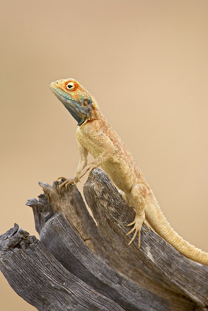 Ground agama (Agama aculeata aculeata), Kgalagadi Transfrontier Park, encompassing the former Kalahari Gemsbok National Park, South Africa, Africa