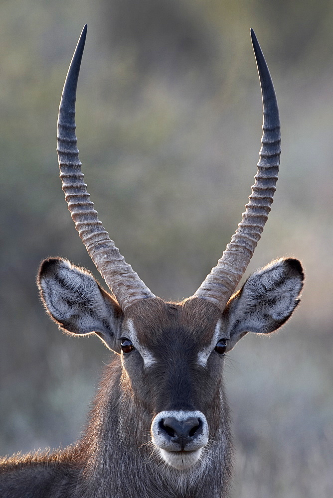 Male common waterbuck (Ellipsen waterbuck) (Kobus ellipsiprymnus ellipsiprymnus), Samburu National Reserve, Kenya, East Africa, Africa