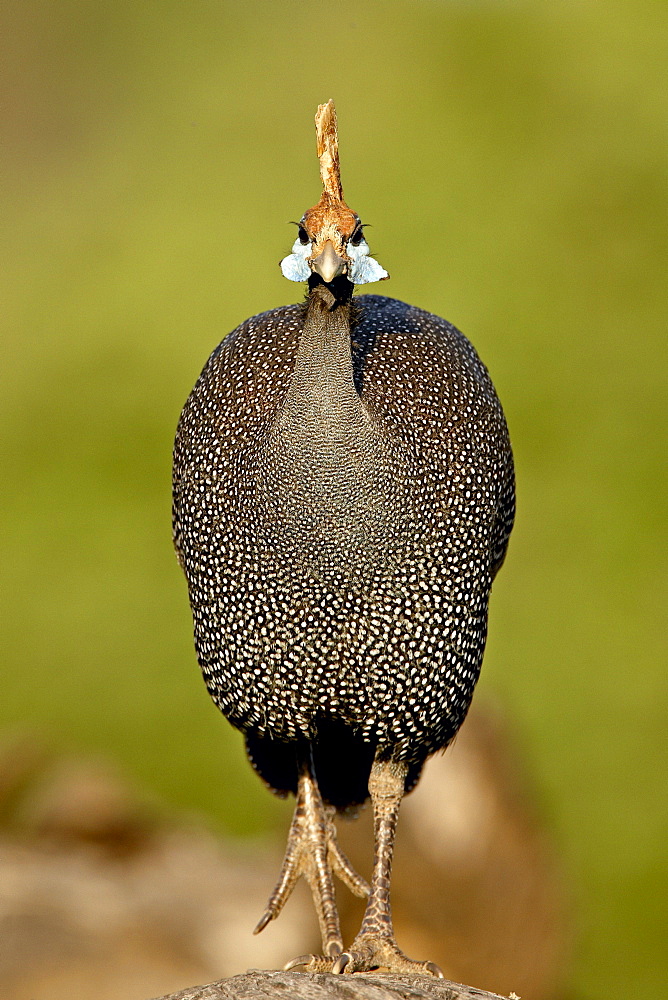 Helmeted guineafowl (Numida meleagris), Samburu National Reserve, Kenya, East Africa, Africa