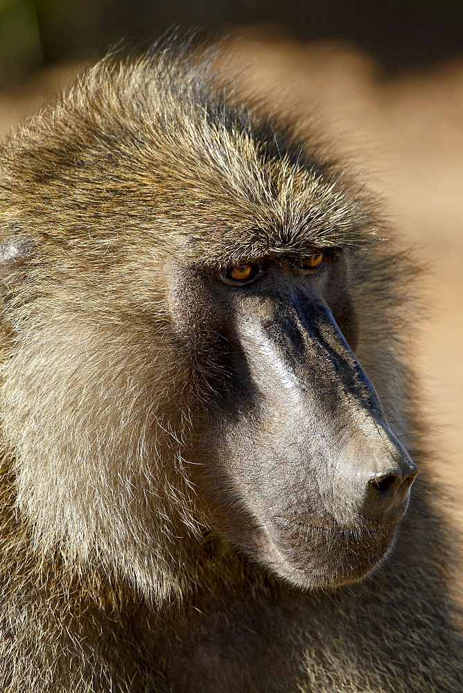 Olive baboon (Papio cynocephalus anubis), Samburu National Reserve, Kenya, East Africa, Africa