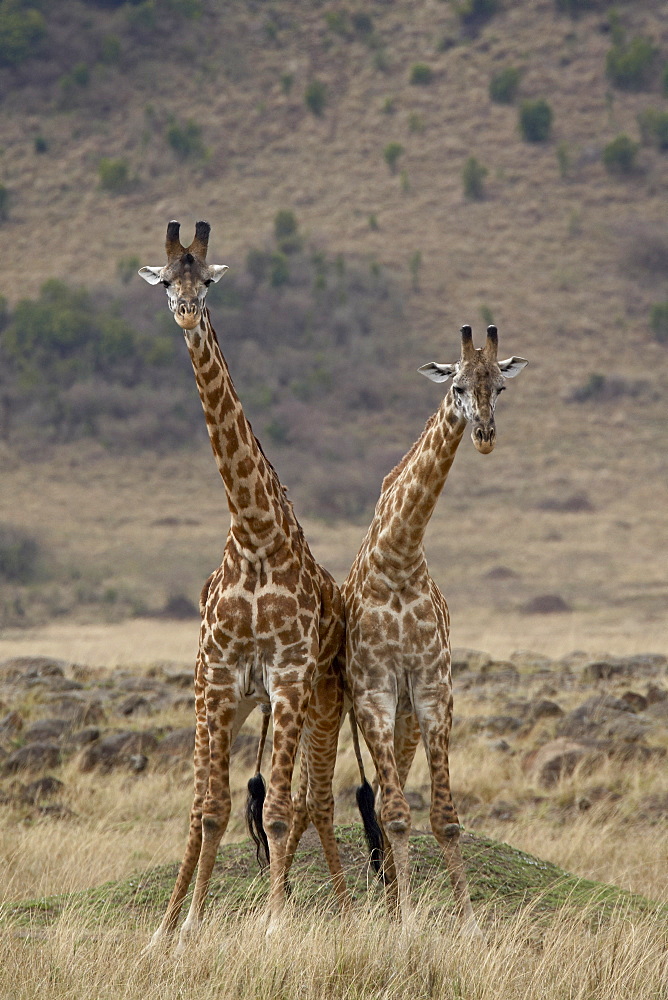 Two male Masai giraffe (Giraffa camelopardalis tippelskirchi) fighting, Masai Mara National Reserve, Kenya, East Africa, Africa