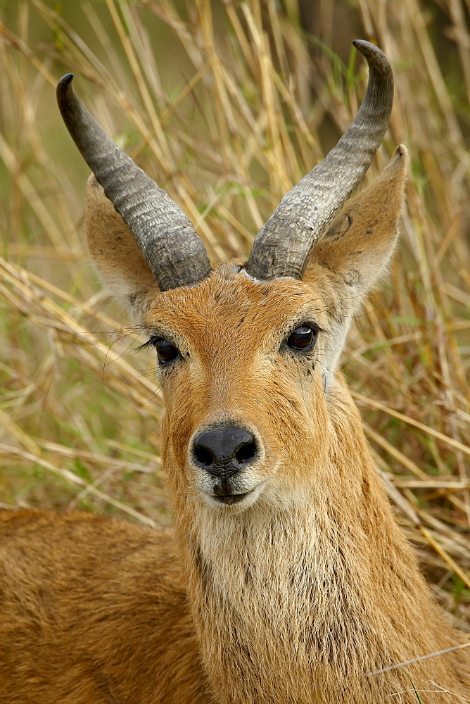 Male Bohor reedbuck (Redunca redunca), Masai Mara National Reserve, Kenya, East Africa, Africa