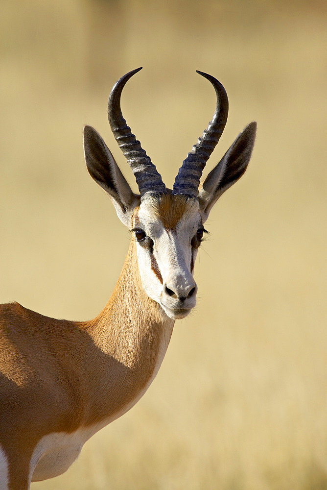 Male springbok (Antidorcas marsupialis), Kgalagadi Transfrontier Park, encompassing the former Kalahari Gemsbok National Park, South Africa, Africa