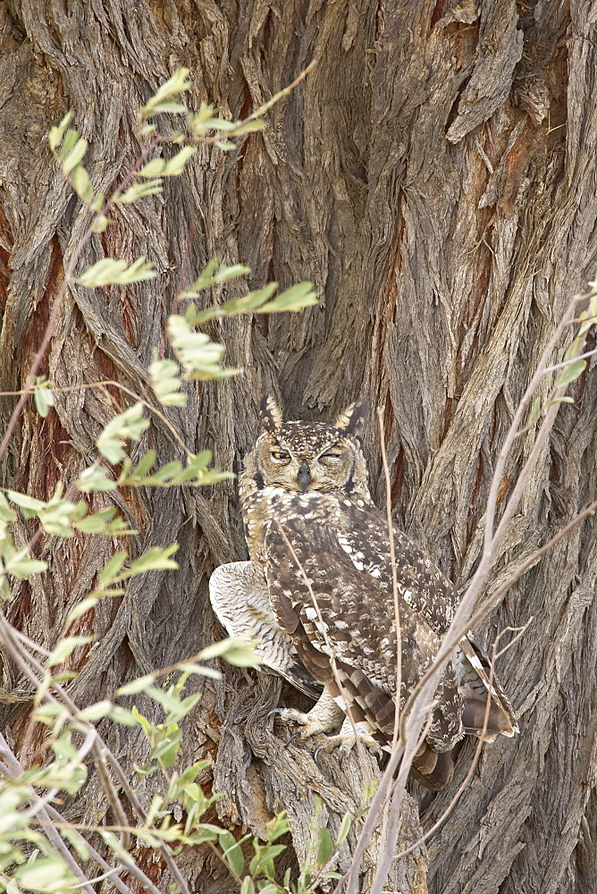 Spotted eagle owl (Bubo africanus), Kgalagadi Transfrontier Park, encompassing the former Kalahari Gemsbok National Park, South Africa, Africa