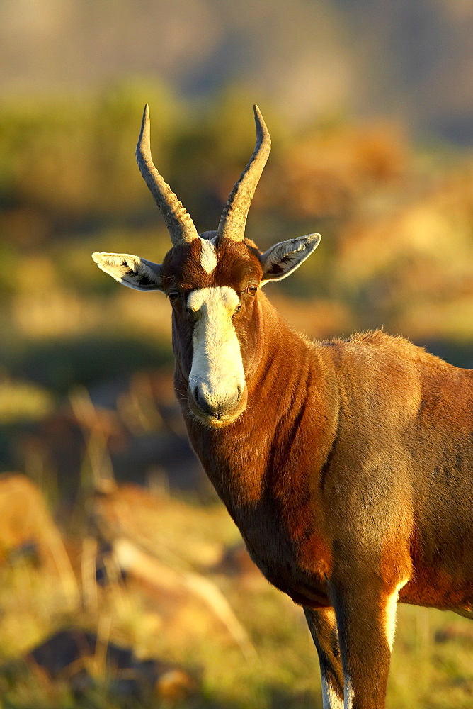 Blesbok (Damaliscus pygargus phillipsi), Mountain Zebra National Park, South Africa, Africa