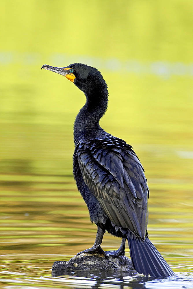 Double-crested cormorant (Phalacrocorax auritus), Sterne Park, Littleton, Colorado, United States of America, North America