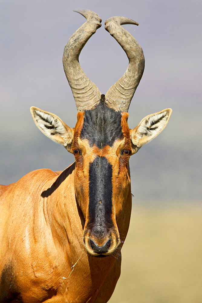 Red hartebeest (Alcelaphus buselaphus), Mountain Zebra National Park, South Africa, Africa