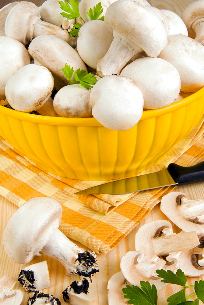 White button mushrooms (Agaricus bisporus), Champignon, Italy, Europe