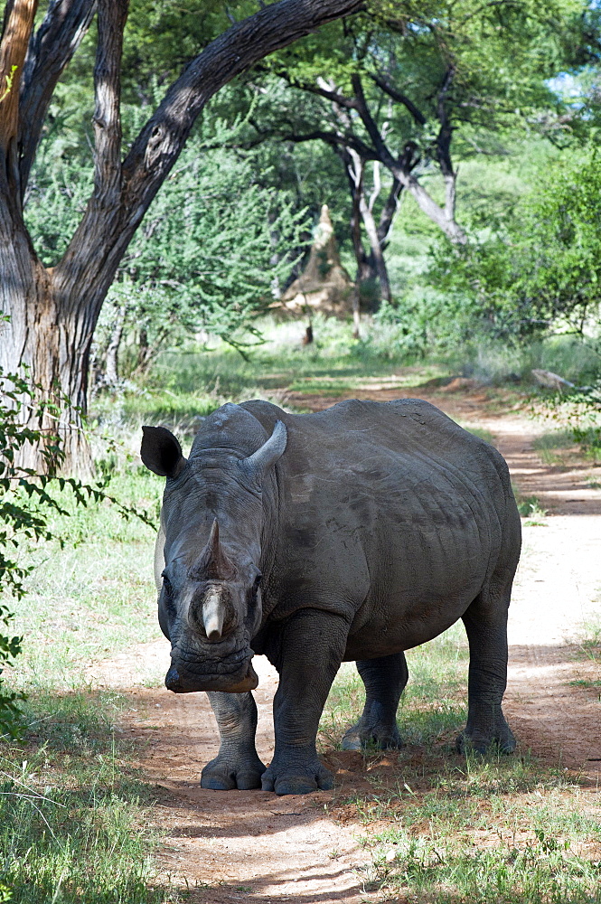 White rhinoceros (Ceratotherium simum), Namibia, Africa