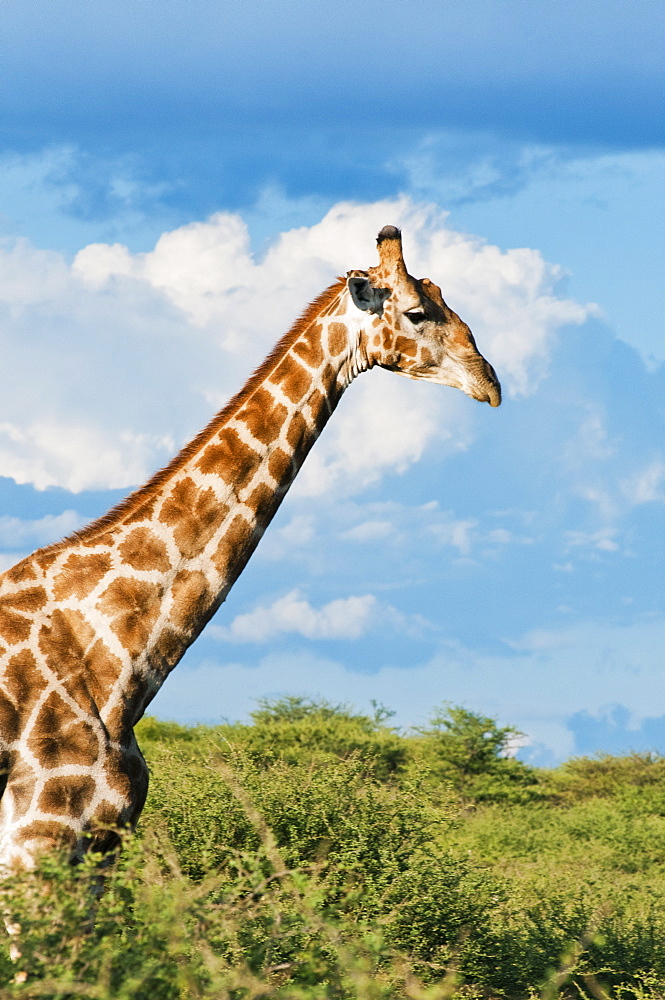 Giraffe (Giraffa camelopardalis), Namibia, Africa