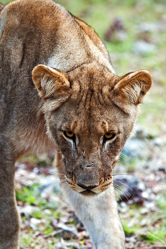 Young lion (Panthera leo), Namibia, Africa