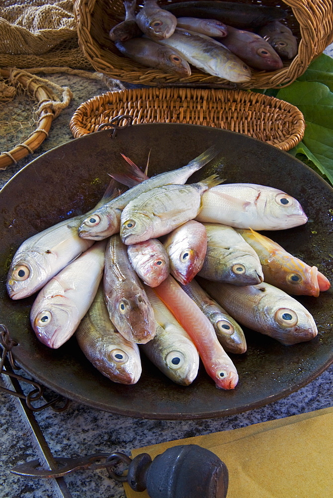 Steelyard balance containing Mediterranean reef fish including Salema porgy, goatfish, sea bream, tub gurnard, comber and red bandfish, Italy, Europe