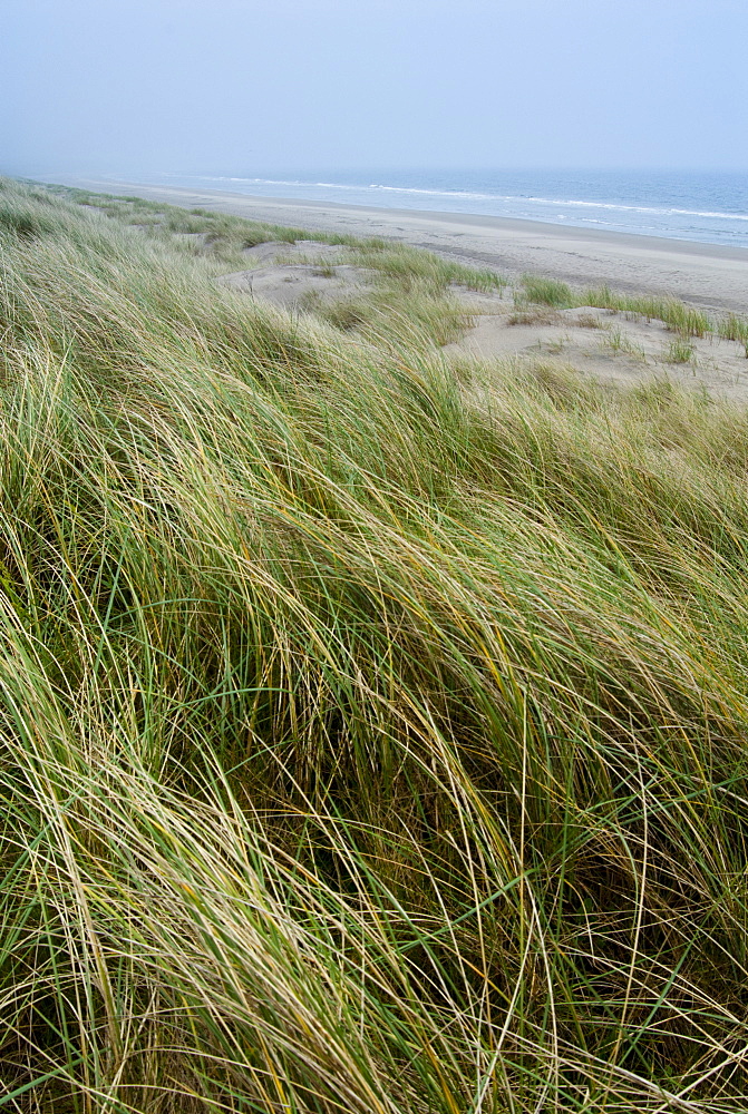 Curracloe beach, County Wexford, Leinster, Republic of Ireland (Eire), Europe