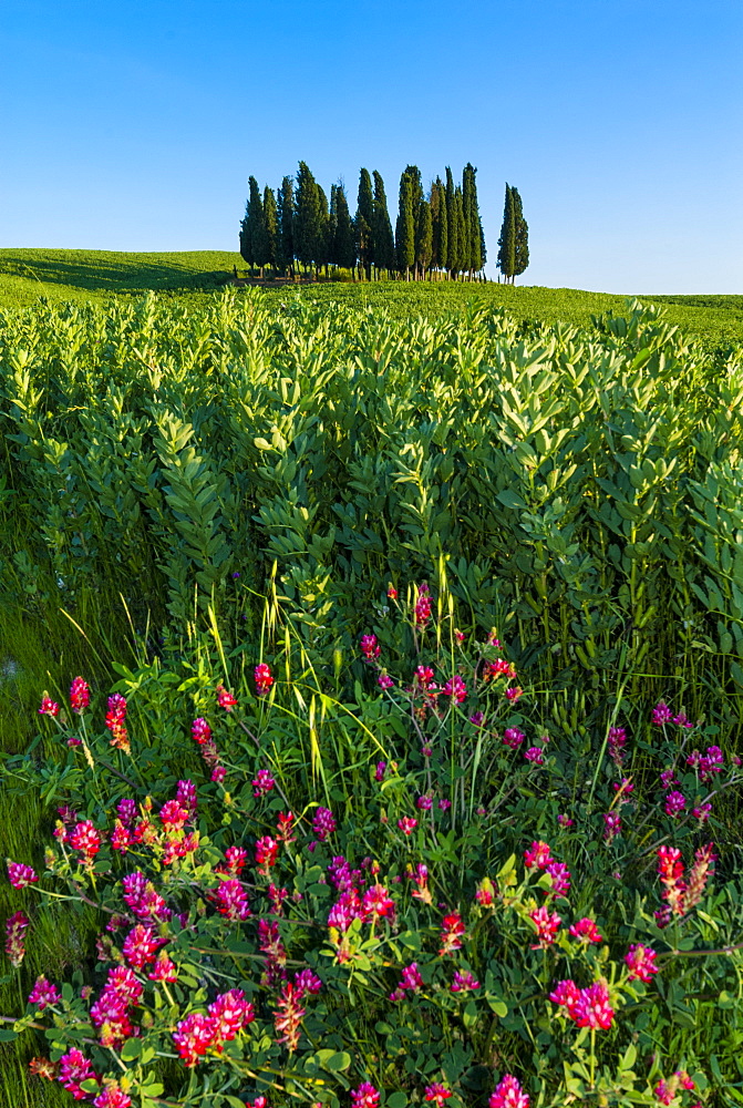 Cypress trees in Tuscan field, Val d'Orcia, UNESCO World Heritage Site, Siena province, Tuscany, Italy, Europe