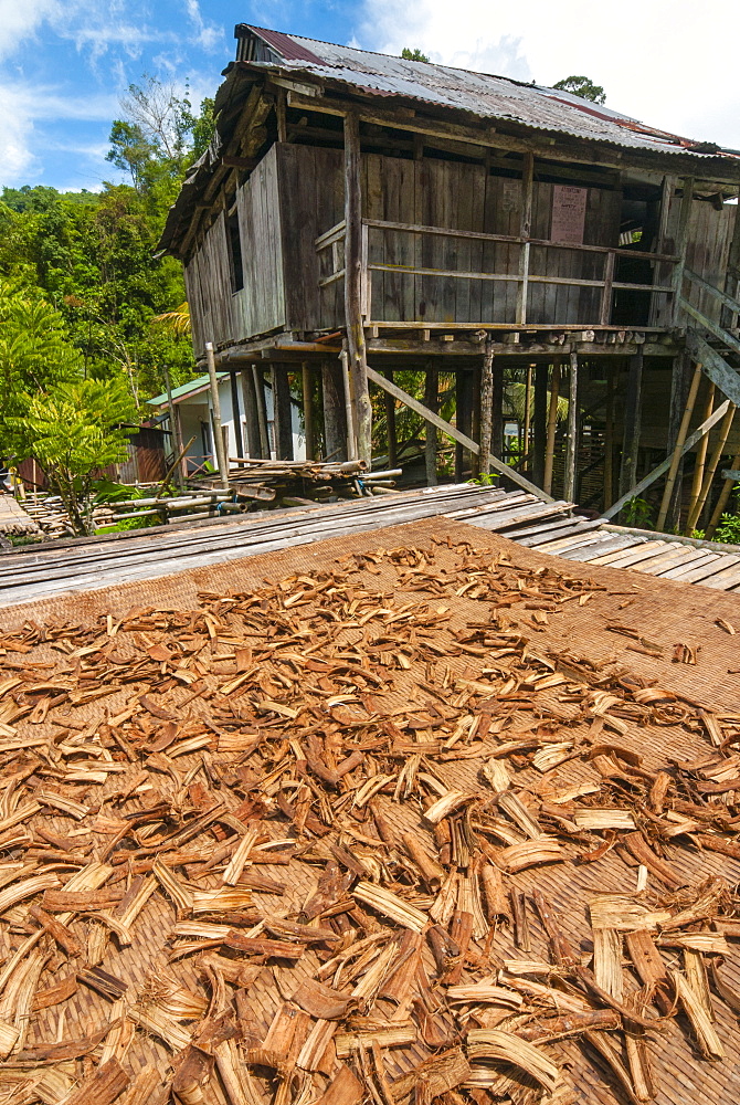 Cinchona bark, Annah Rais Bidayuh longhouse, Kuching, Sarawak, Malaysian Borneo, Malaysia, Southeast Asia, Asia,