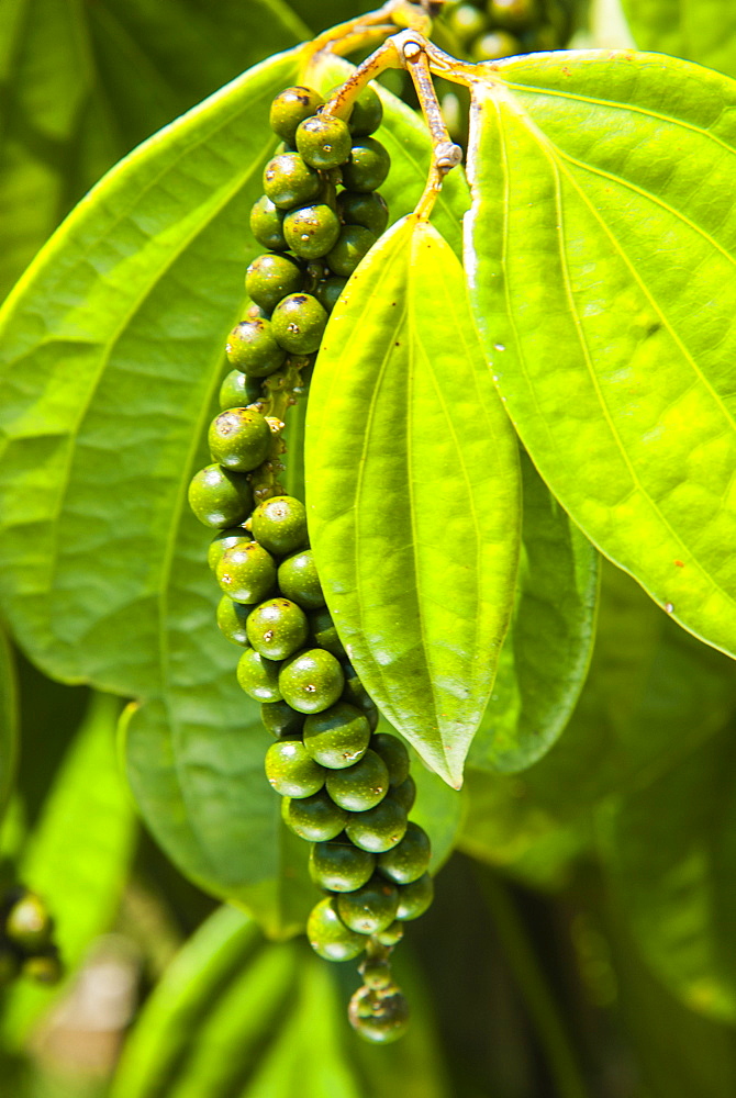 Pepper tree and pepper fruit, Sarawak, Malaysian Borneo, Malaysia, Southeast Asia, Asia,