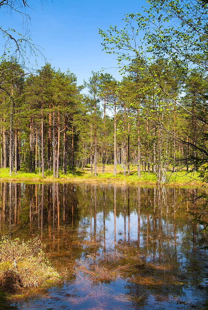 Viru Bog (Viru Raba) peat swamp, Lahemaa National Park, Harjumaa, Laane-Virumaa, Estonia, Baltic States, Europe