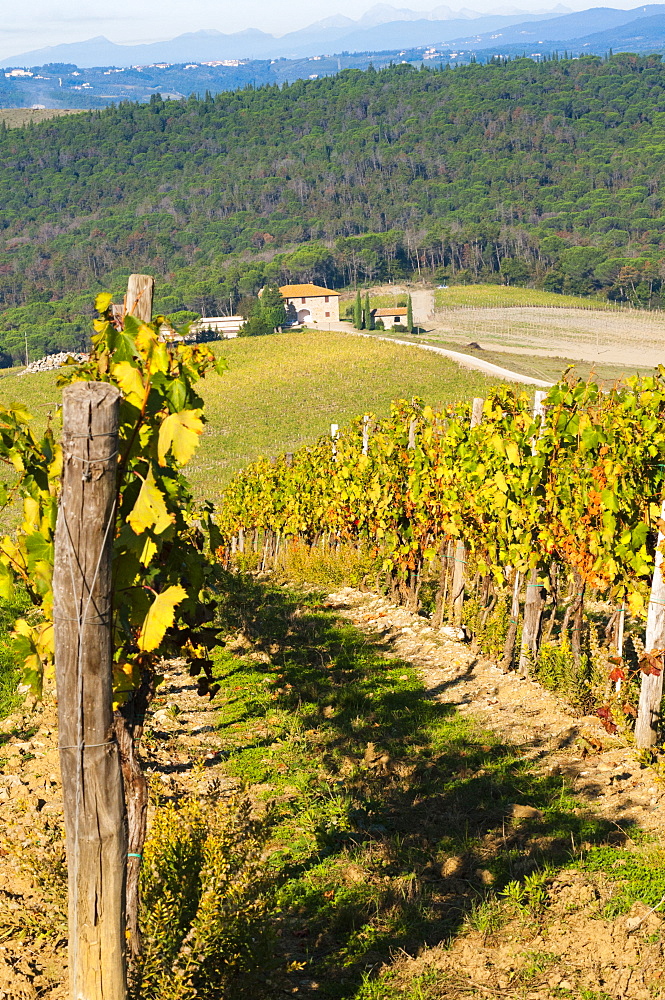 Vineyard, Strada in Chianti, Chianti area, Firenze province, Tuscany, Italy