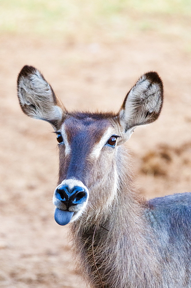 Female waterbuck (Kobus ellipsiprymnus) with snare around the neck, Taita Hills Wildlife Sanctuary, Kenya, East Africa, Africa