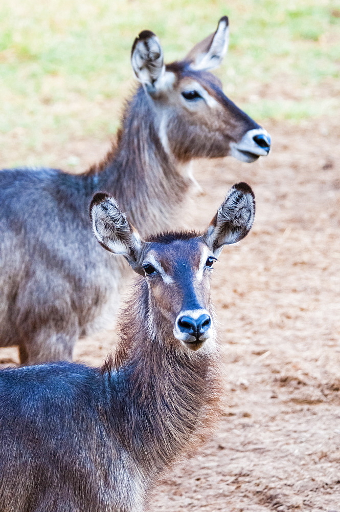 Two female waterbuck (Kobus ellipsiprymnus), Taita Hills Wildlife Sanctuary, Kenya, East Africa, Africa